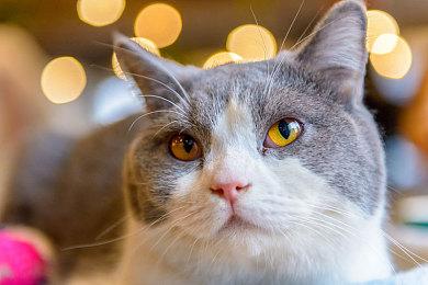 育碧《刺客信条》核心应用计划于3月推出